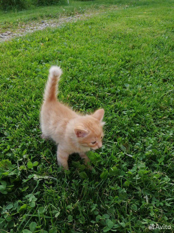 Красивые рыжие котята купить на Зозу.ру - фотография № 1