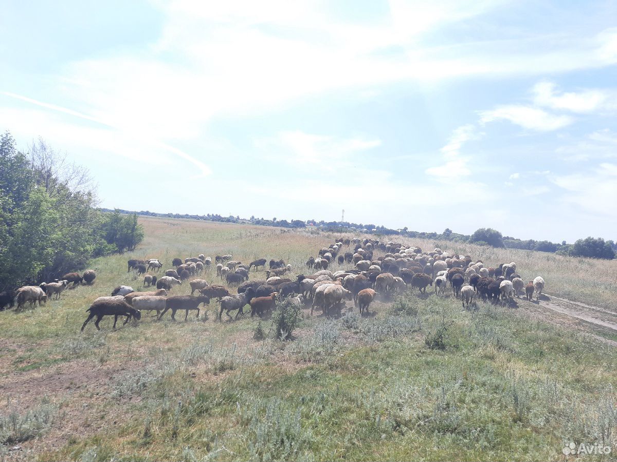 Овце матки, скотные купить на Зозу.ру - фотография № 4