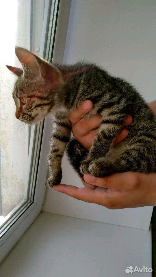 Котёнок купить на Зозу.ру - фотография № 4