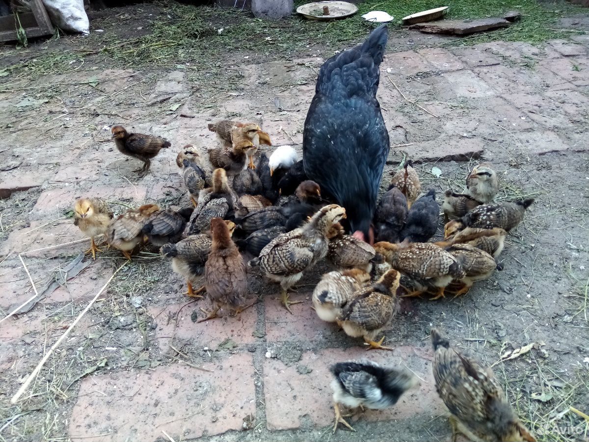 Цыплята 2-х недельные (несушки домашние) купить на Зозу.ру - фотография № 3