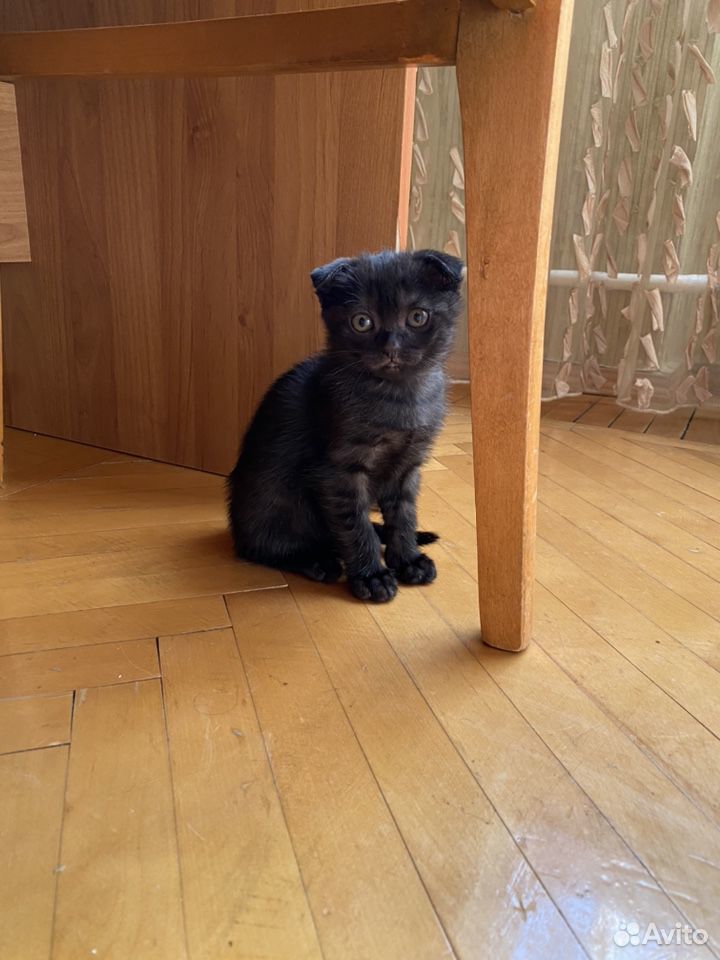 Кошка котенок купить на Зозу.ру - фотография № 5