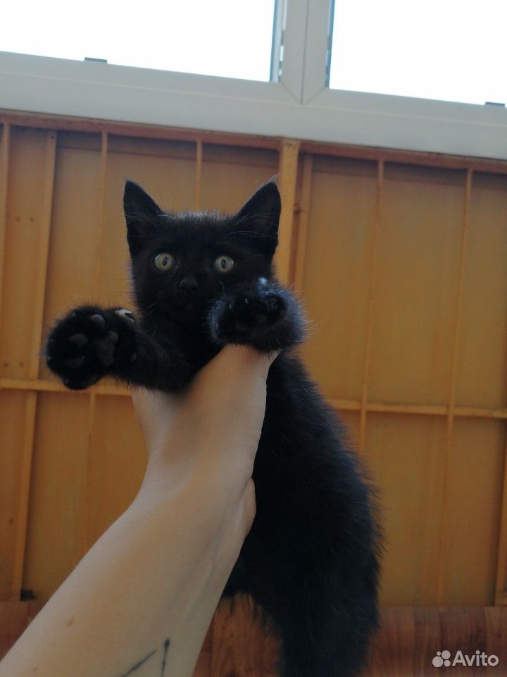Чёрный котенок купить на Зозу.ру - фотография № 1