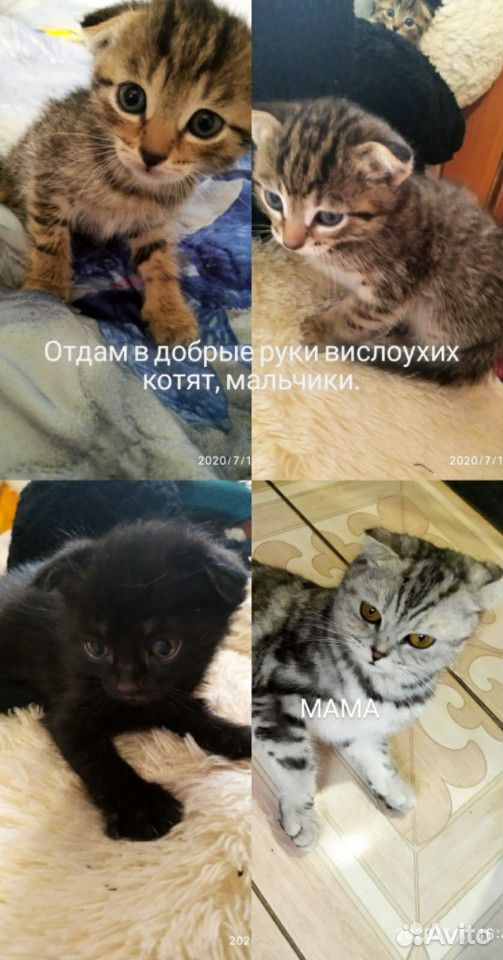 Вислоухие котята купить на Зозу.ру - фотография № 1
