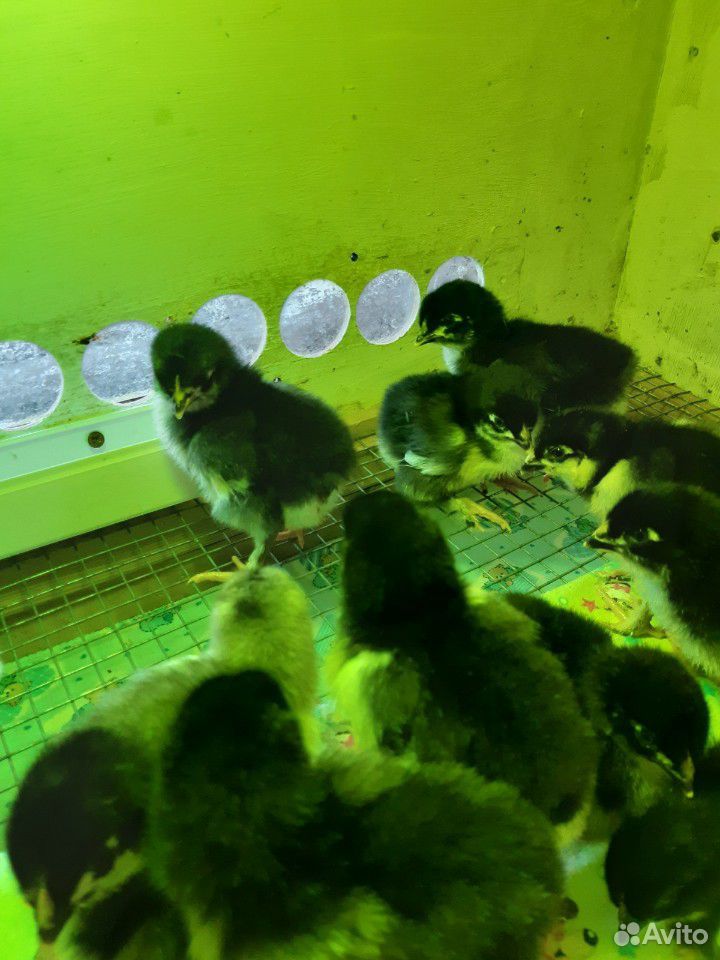 Цыплята марана купить на Зозу.ру - фотография № 4