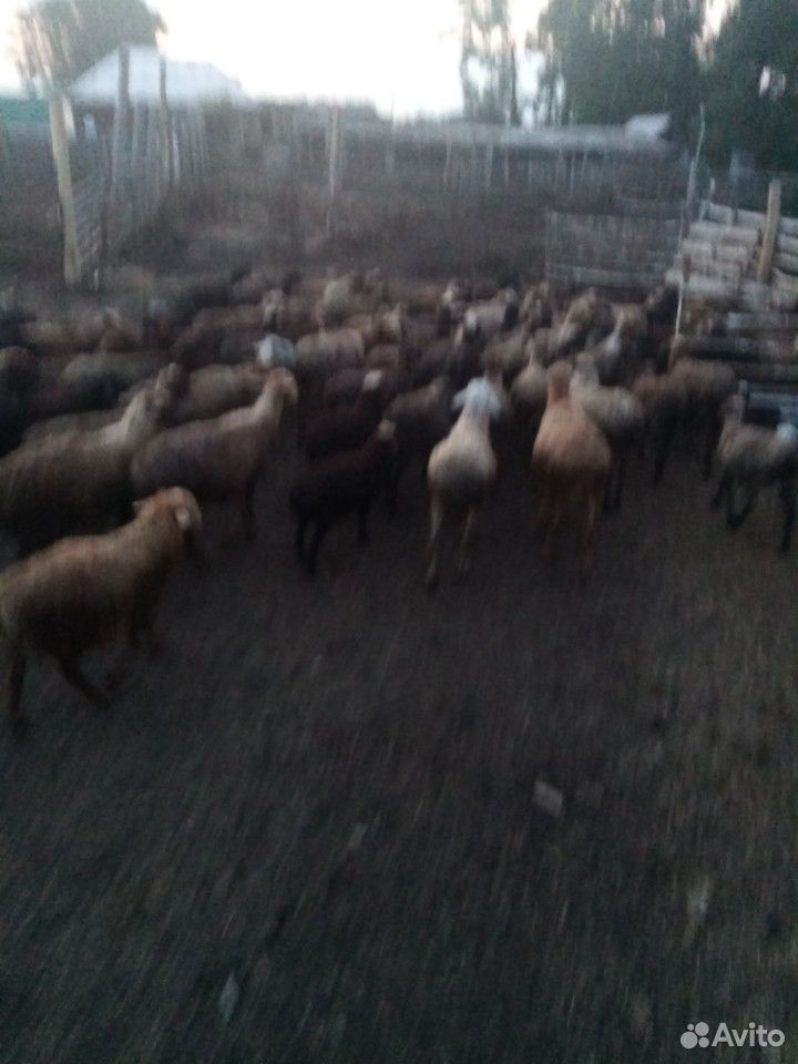 Продажа овец купить на Зозу.ру - фотография № 10