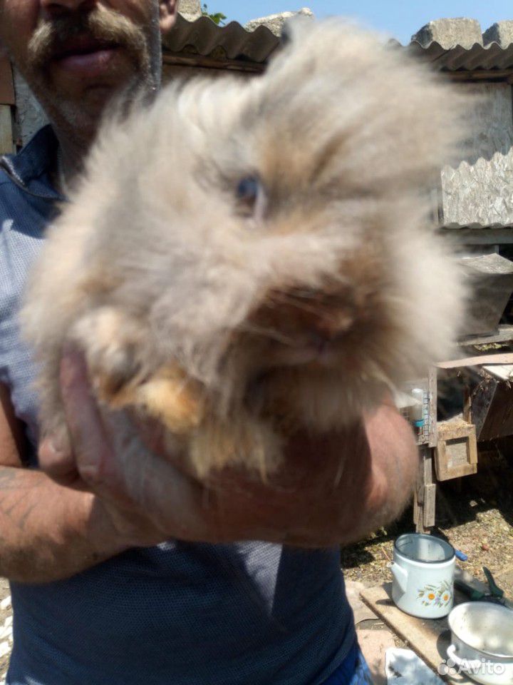 Голландские кролики купить на Зозу.ру - фотография № 3