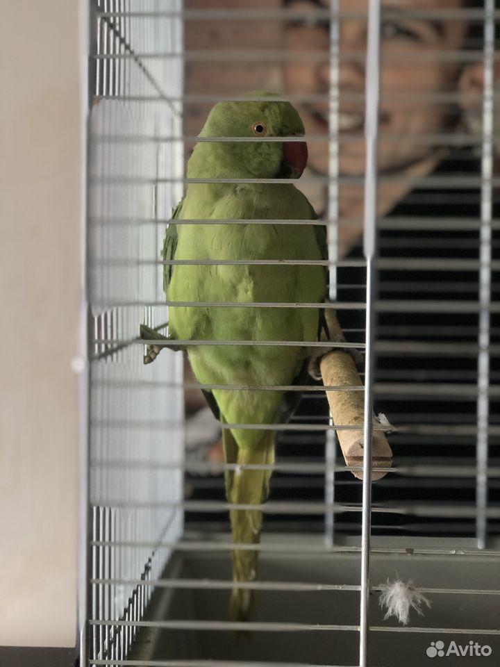 Ожереловый попугай купить на Зозу.ру - фотография № 2