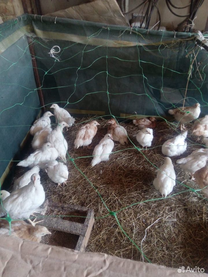 Цыплята и молодые курочки купить на Зозу.ру - фотография № 1