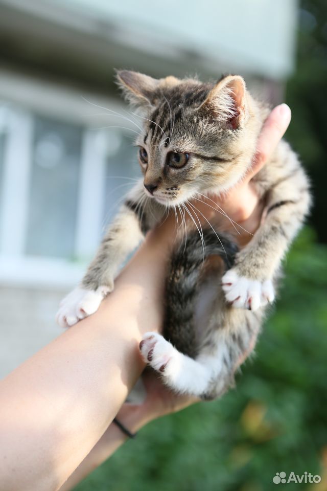 Котенок в добрые руки купить на Зозу.ру - фотография № 3