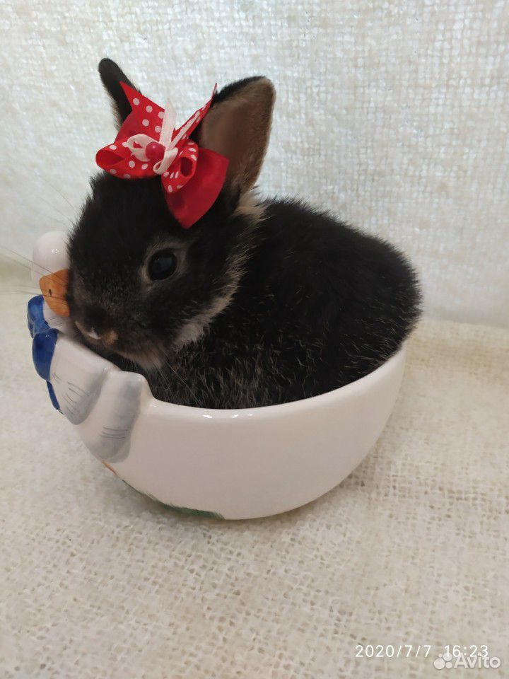 Мини кролик, порода цветной купить на Зозу.ру - фотография № 5