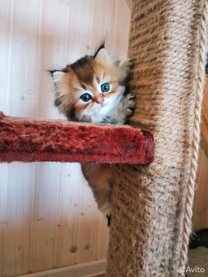Британский золотой котик купить на Зозу.ру - фотография № 10