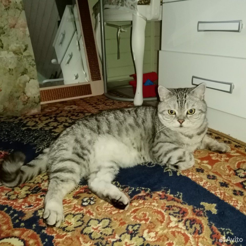 Котик породистый купить на Зозу.ру - фотография № 1