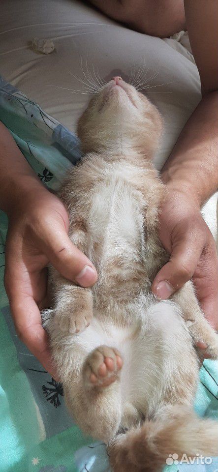 Котик в добрые руки с Доствкой купить на Зозу.ру - фотография № 3