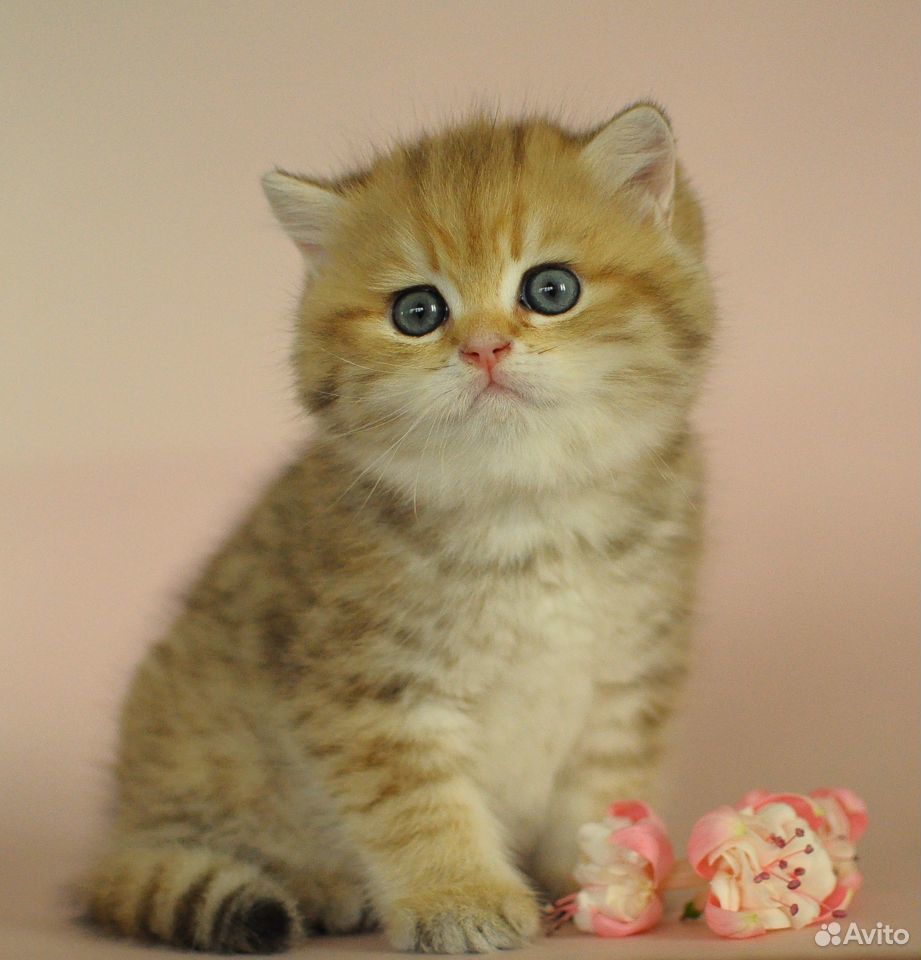 Британский котик золотистый пятнистый купить на Зозу.ру - фотография № 5