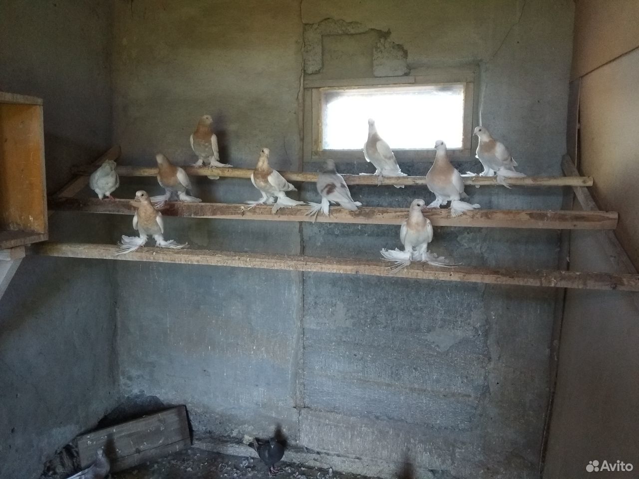 Бойные голуби купить на Зозу.ру - фотография № 3