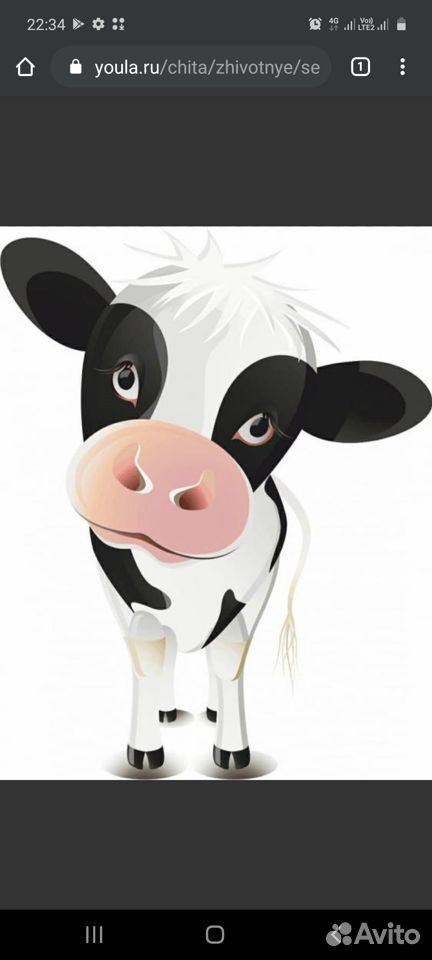 Продам дойную корову.мтс3607450 купить на Зозу.ру - фотография № 1