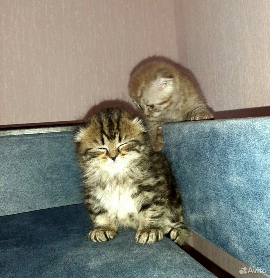 Шотландские котята купить на Зозу.ру - фотография № 4