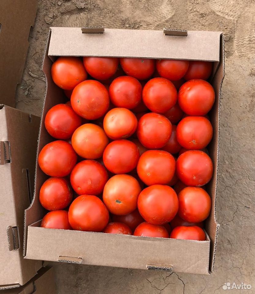 Помидоры/томаты сорт Лоджейн купить на Зозу.ру - фотография № 2