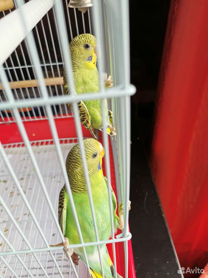 Волнистые попугай купить на Зозу.ру - фотография № 3