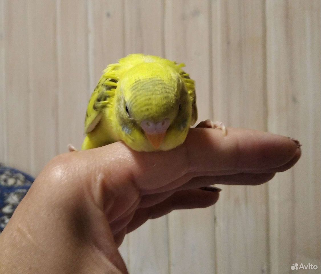 Ручные птенцы волнистого попугая купить на Зозу.ру - фотография № 6