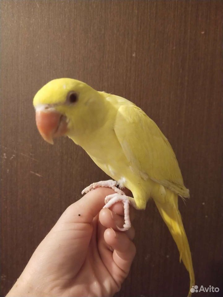 Ожереловый попугай голубой, жёлтый птенцы выкормыш купить на Зозу.ру - фотография № 9