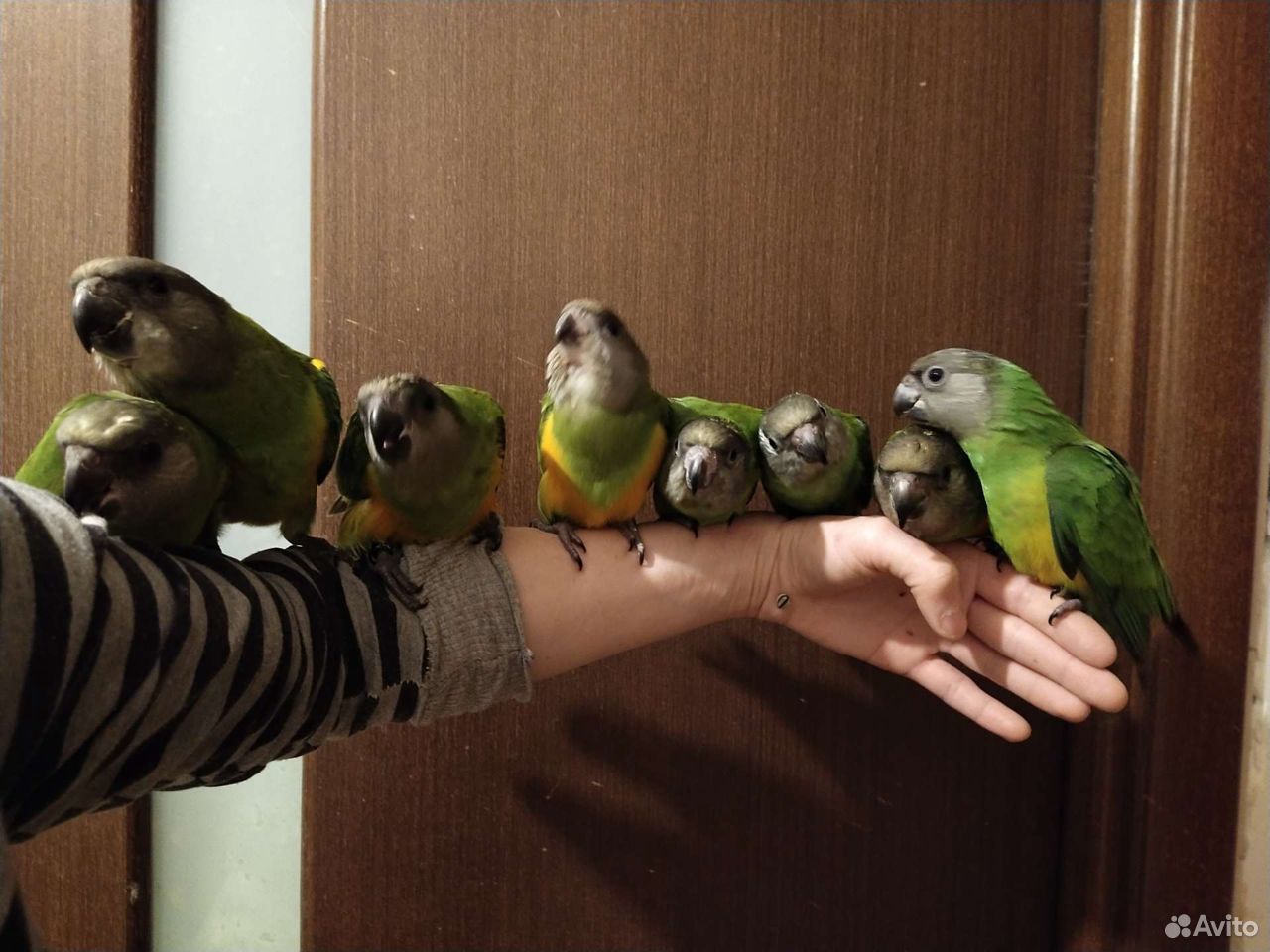 Сенегальский попугай птенцы выкормыши купить на Зозу.ру - фотография № 9