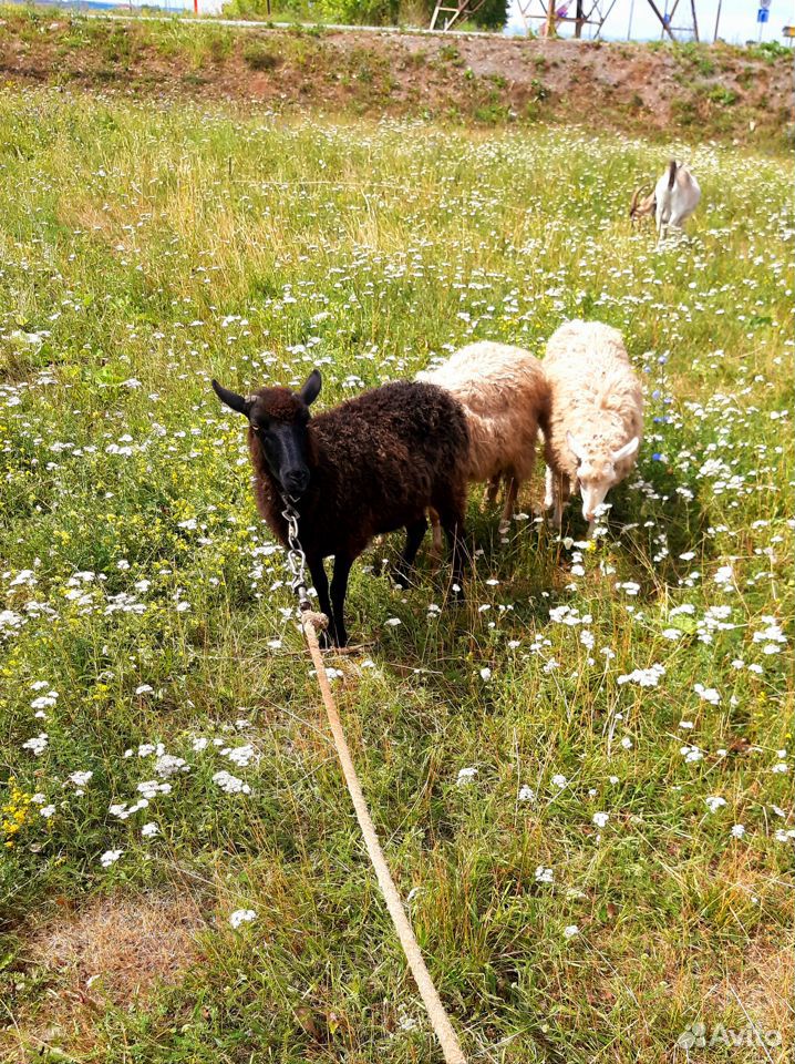 Овца с барашками купить на Зозу.ру - фотография № 1