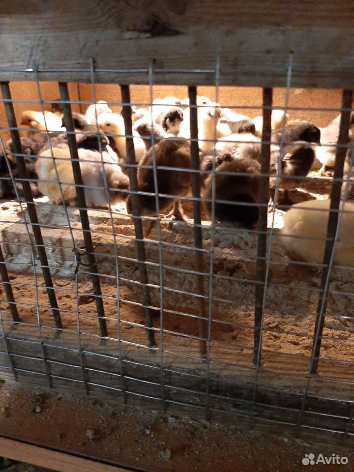 Недельные цыплята купить на Зозу.ру - фотография № 2