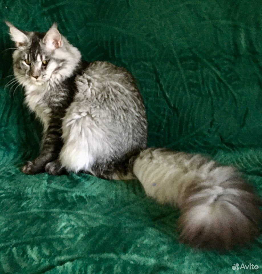 Мейнкун - клубный котенок, система WCF купить на Зозу.ру - фотография № 4