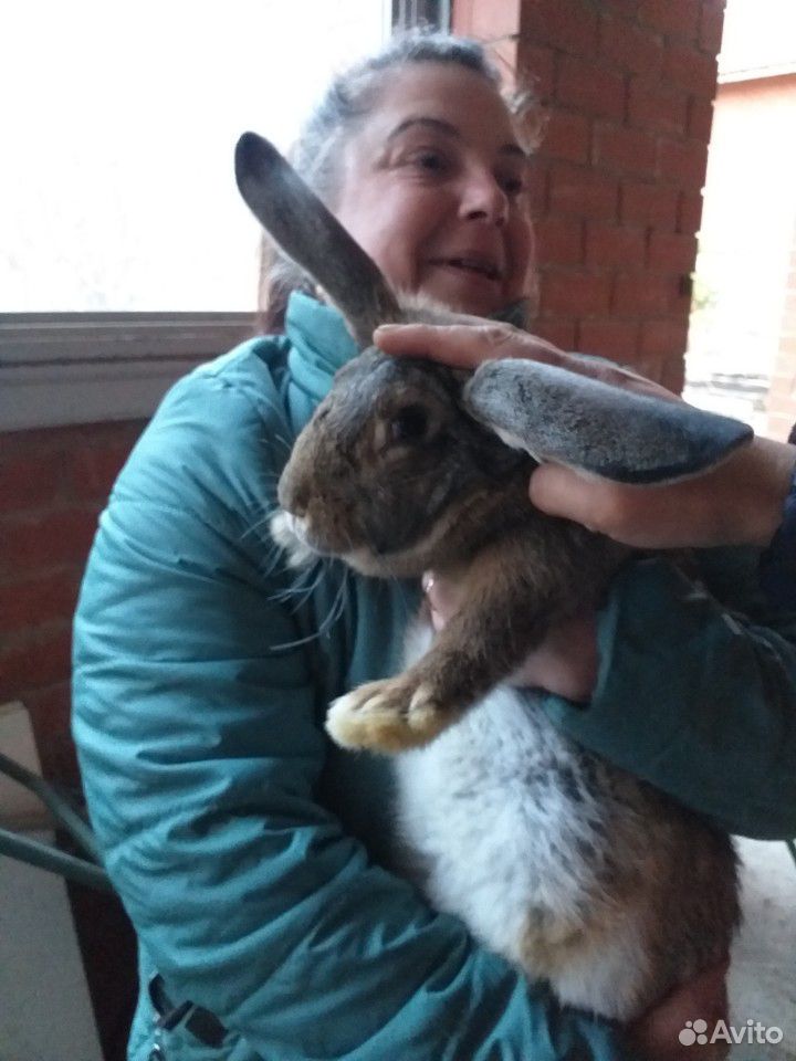 Продам кроликов,крольчат купить на Зозу.ру - фотография № 3