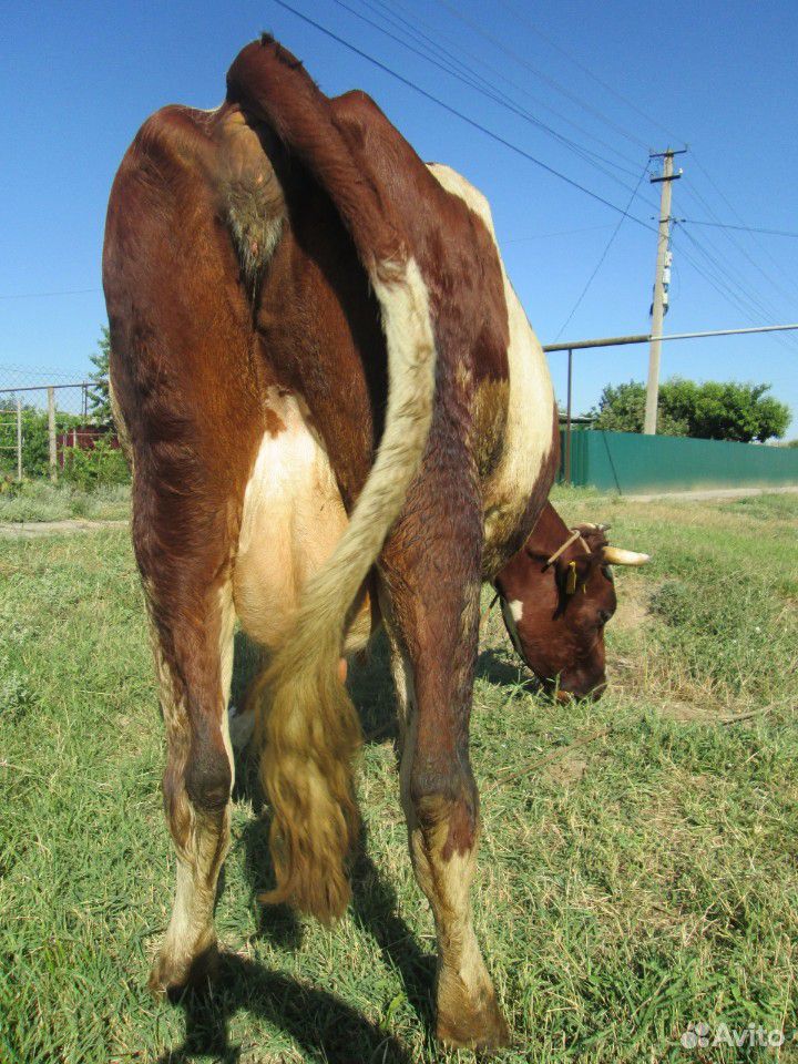 Продаётся корова стельность около 7 месяцев купить на Зозу.ру - фотография № 2
