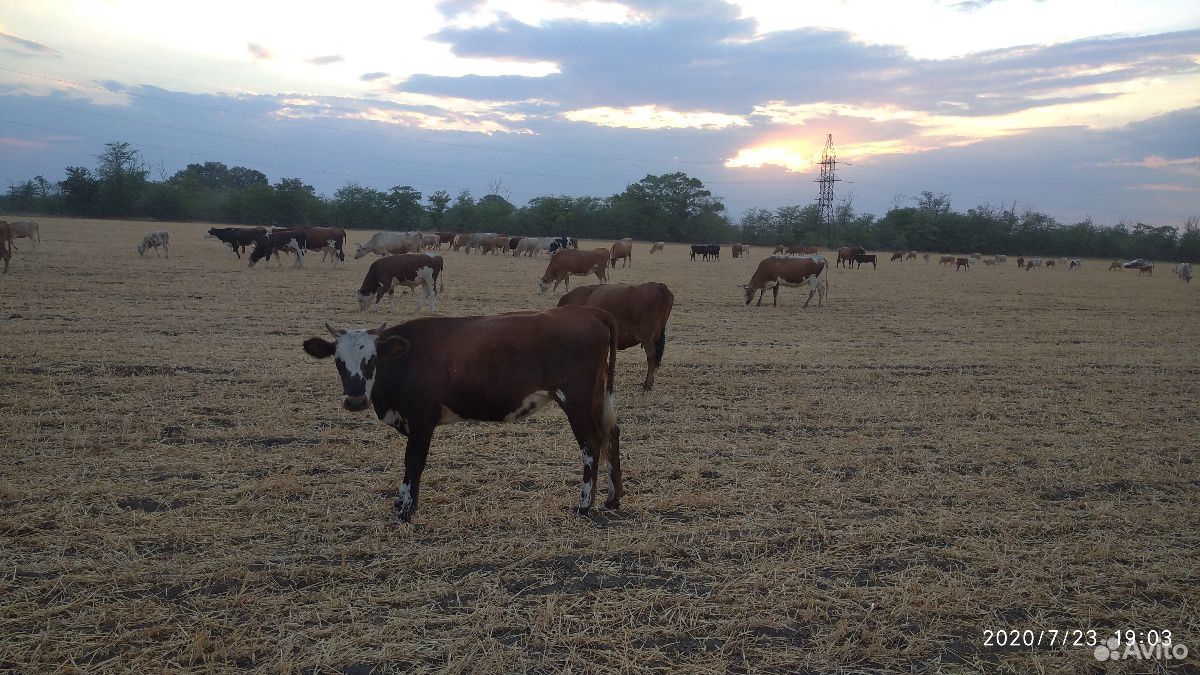 Животные:коровы купить на Зозу.ру - фотография № 3