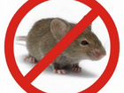 Траля крыс, мышей объявление продам