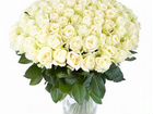 Элитная роза Эквадора объявление продам