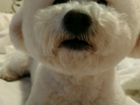 Вязка собаки породы Бишон фризе объявление продам