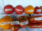 Семена томатов объявление продам
