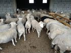 Бараны овцы объявление продам