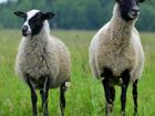 Овцы ярки ягнята романовские объявление продам
