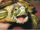 Желтоухая черепаха объявление продам