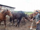 Ручной обученный конь,порода литовский тяжеловес объявление продам