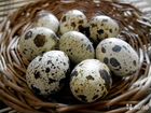 Инкубационное яйцо перепелов 6-и пород объявление продам