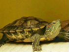 Черепахи красноухие 2шт трехлетние и аквариум объявление продам