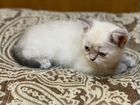 Шотландские котята редкого окраса объявление продам