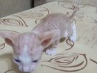 Котята от кошки Донской сфинкс объявление продам