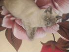Кошка порода сиямский объявление продам