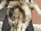 Кавказская овчарка, щенки с родословной объявление продам