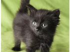 Чёрный котёнок объявление продам