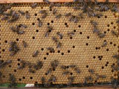 Продам пчелопакеты в Азовском районе
