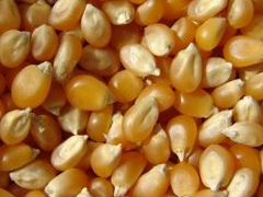 Кукуруза, кукуруза дробленая и плющеная в мешках