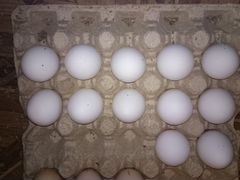 Цыплята и инкубационное яйцо